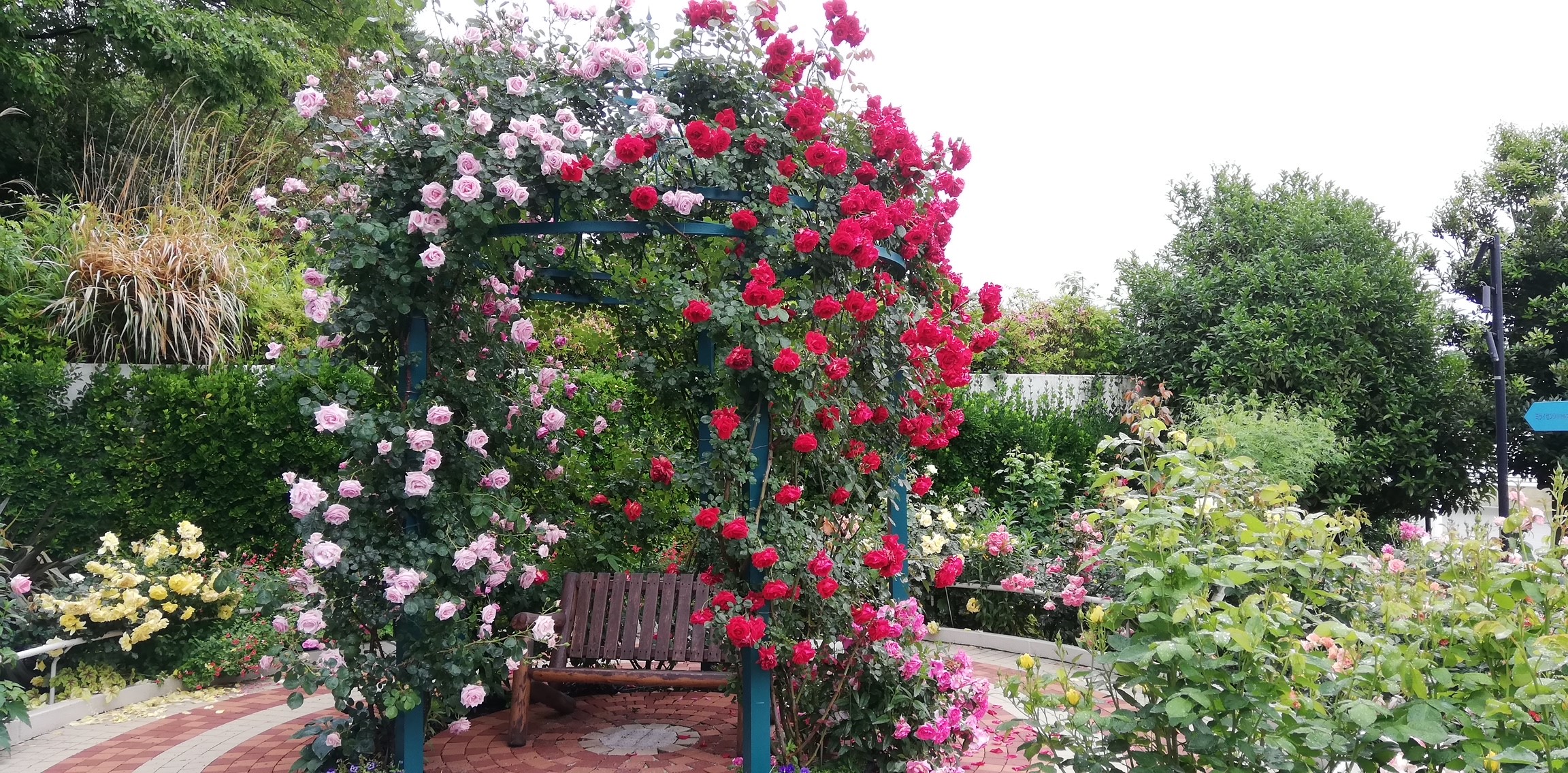 【ガゼボデッキ】 ベンチに座れば、360度バラの世界を独り占め。