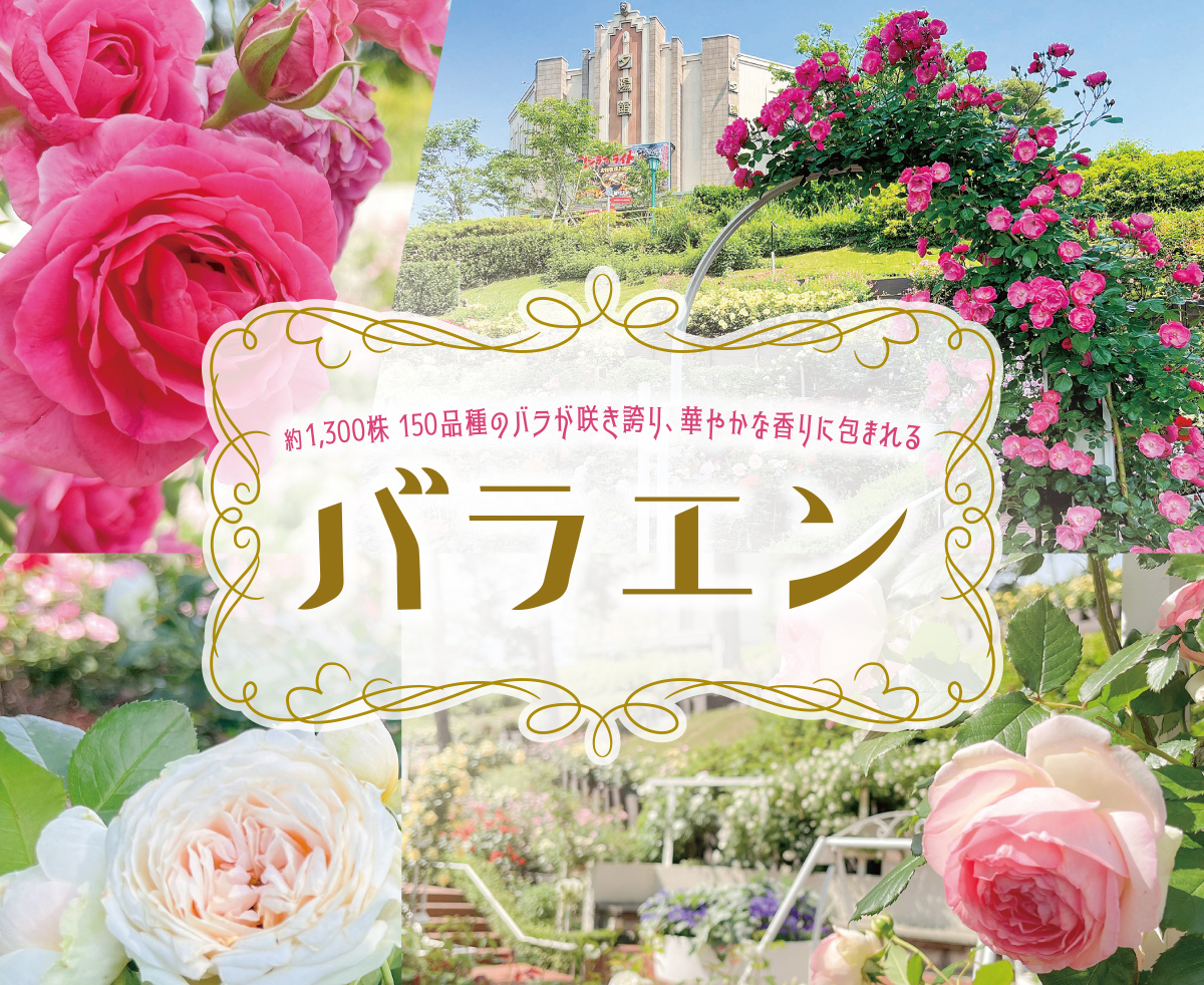 西武園ゆうえんち：バラが見頃に！期間限定で60歳以上の方限定のおトクな「大人のローズチケット」を新たに販売