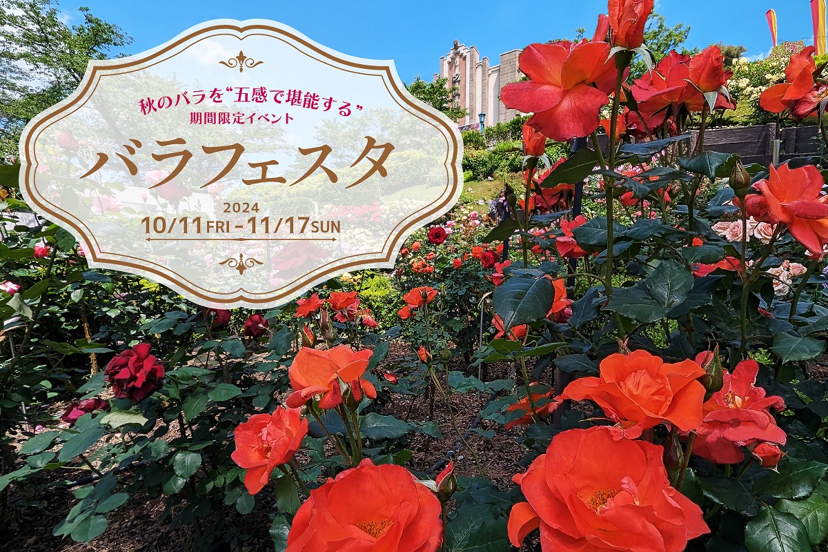 西武園ゆうえんち:バラフェスタ開催！2024年10月11日(金)～11月17日(日)