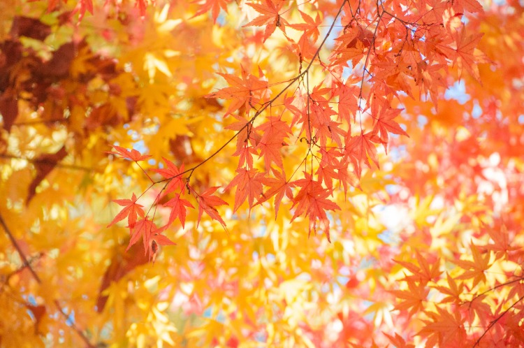 月の石もみじ公園