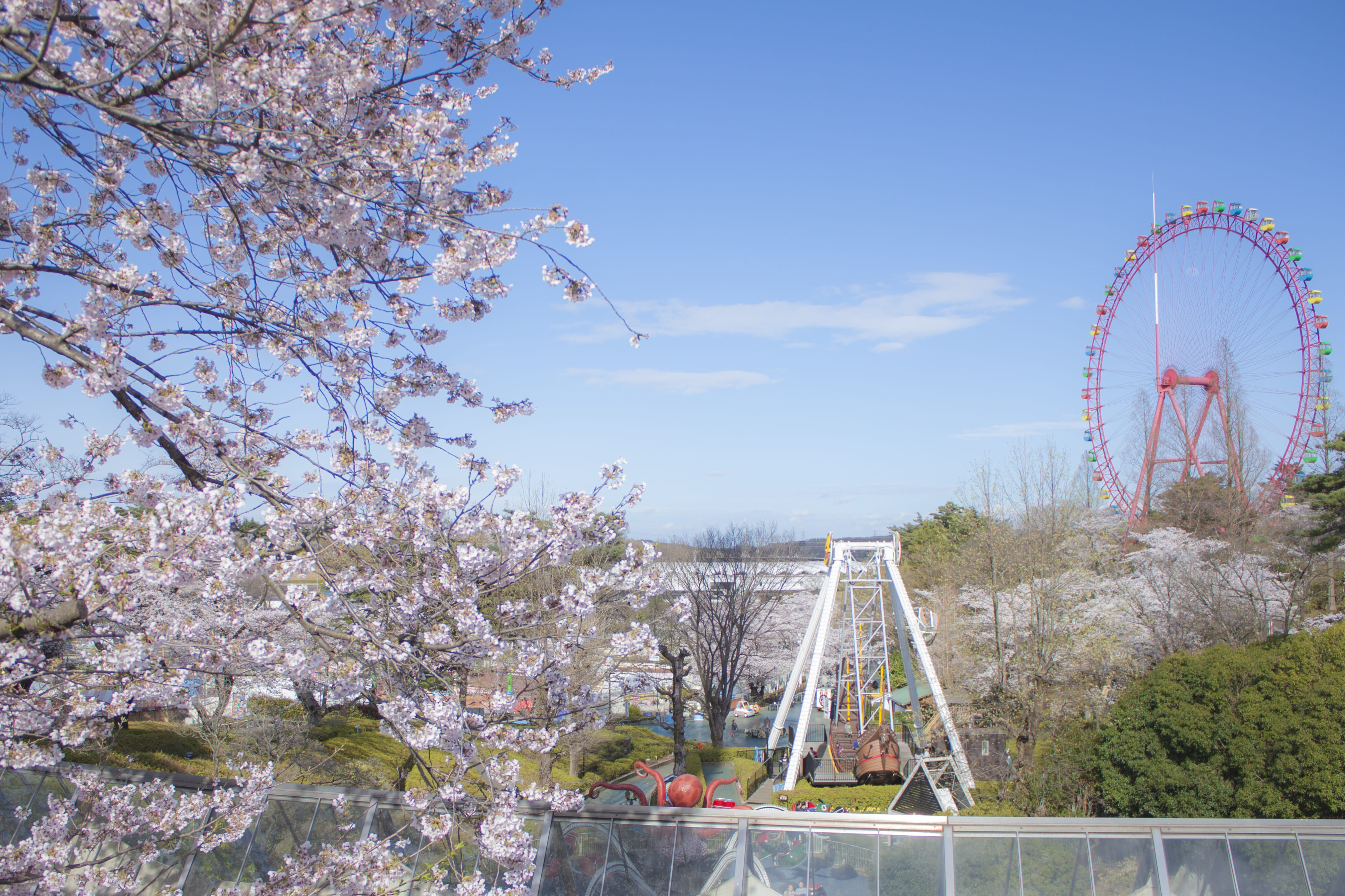 桜開花時期のNIKU☆NIKU☆てらすからの景色