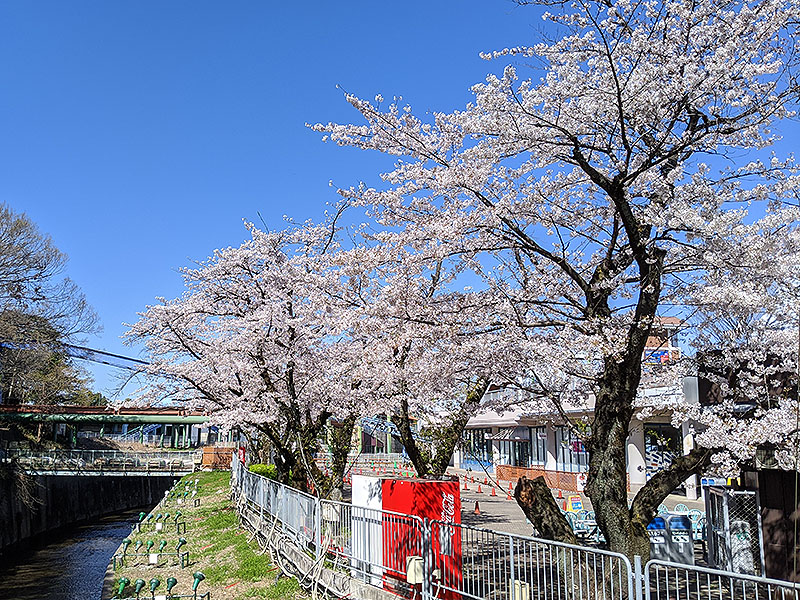 としまえん 桜開花状況 3 25 水と緑の遊園地 としまえん