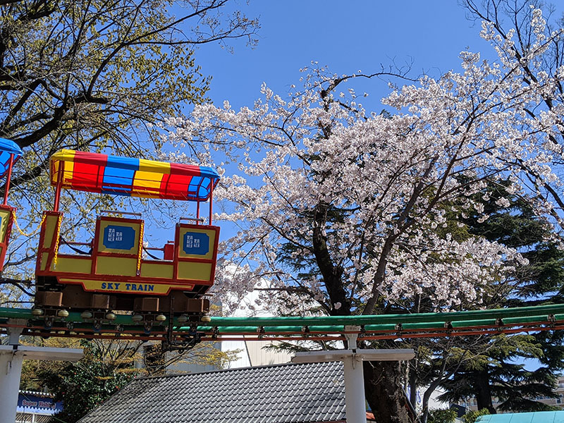 としまえん 桜開花状況 3 25 水と緑の遊園地 としまえん