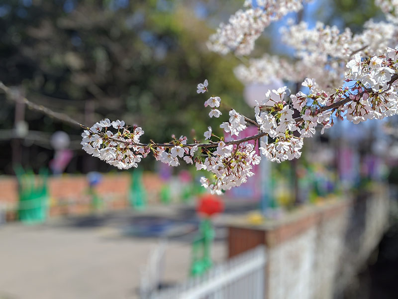 としまえん 桜開花状況 3 水と緑の遊園地 としまえん