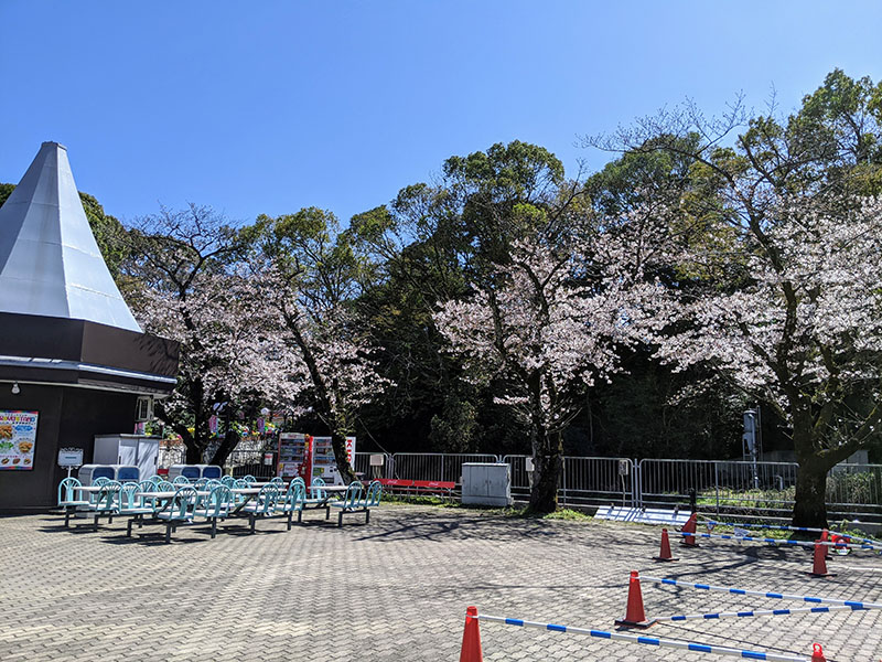 としまえん 桜開花状況 3 水と緑の遊園地 としまえん
