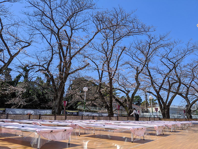 としまえん 桜開花状況 3 水と緑の遊園地 としまえん