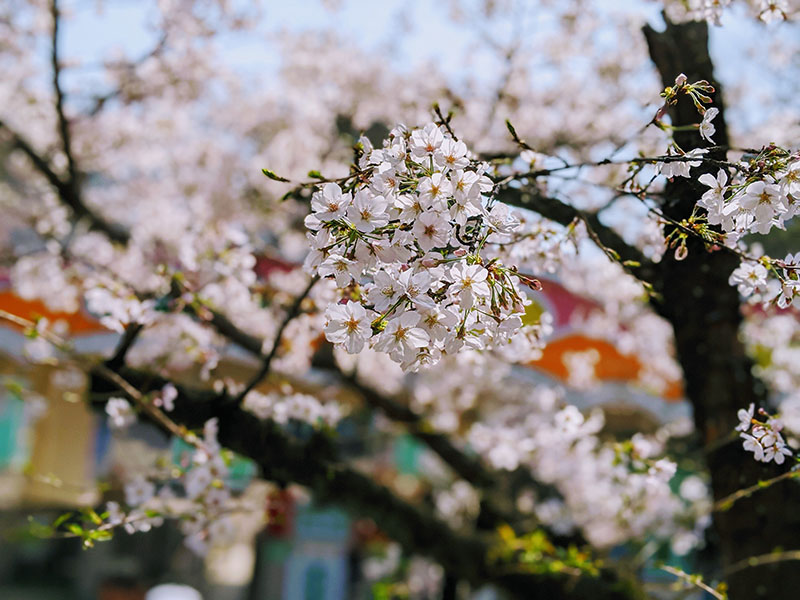 としまえん 桜開花状況 3 22 水と緑の遊園地 としまえん