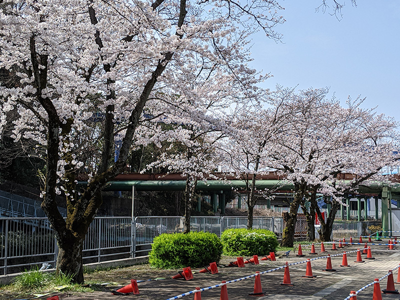 としまえん 桜開花状況 3 22 水と緑の遊園地 としまえん